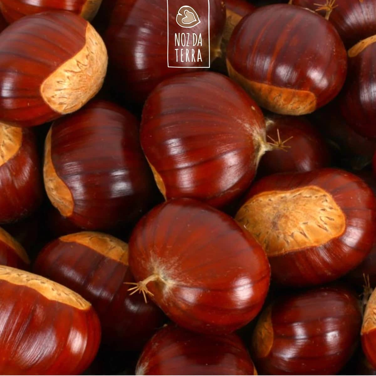 castanhas a granel noz da terra