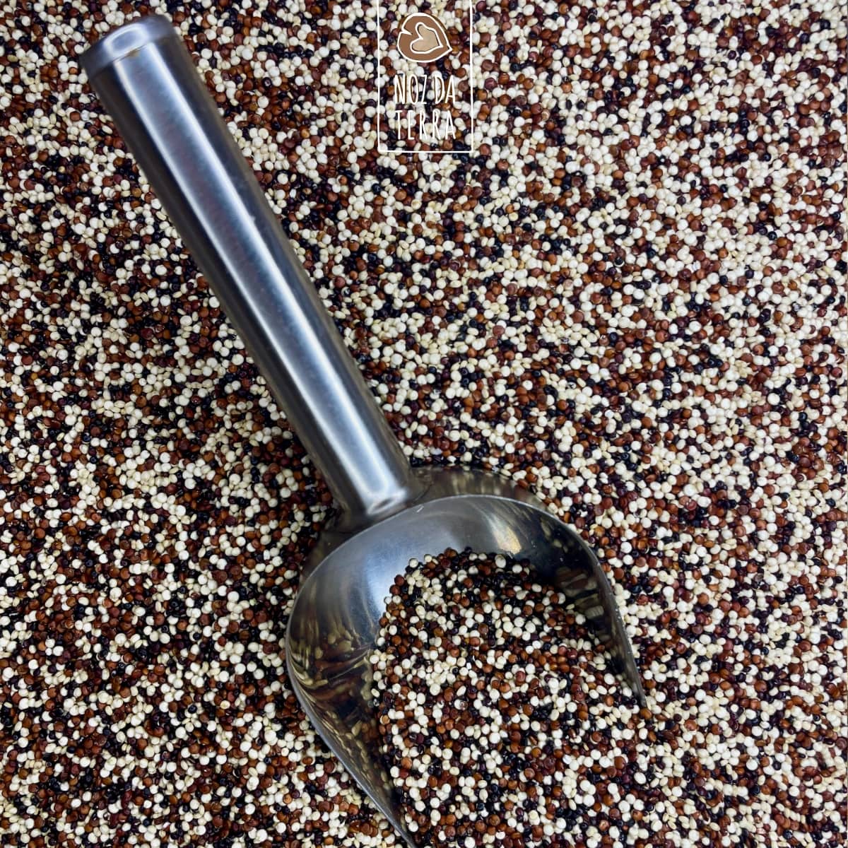 quinoa tricolor a granel noz da terra