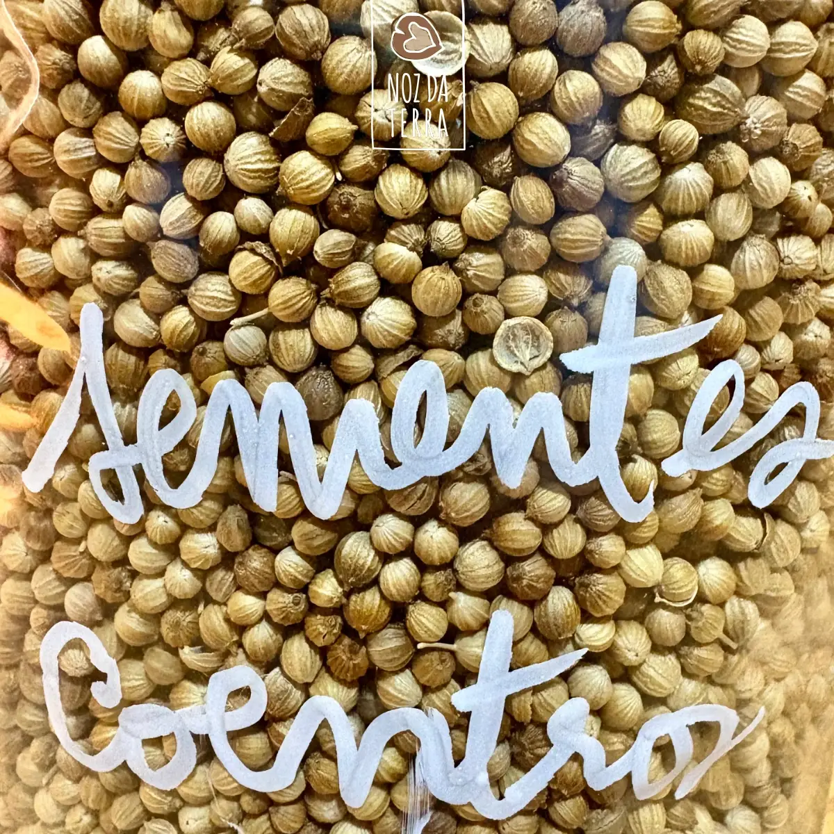 Fotografia de uma embalagem plástica transparente contendo sementes de coentros a granel. As sementes são visíveis através da embalagem, destacando a sua qualidade e autenticidade. Ideal para armazenamento prático e conveniente.