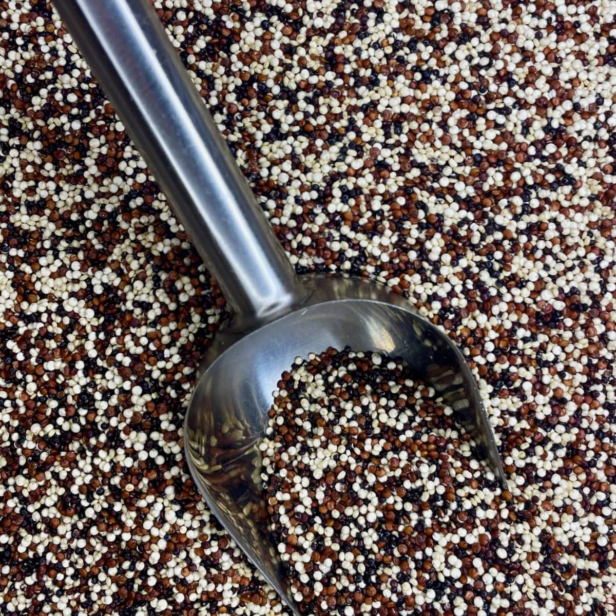 quinoa tricolor a granel noz da terra