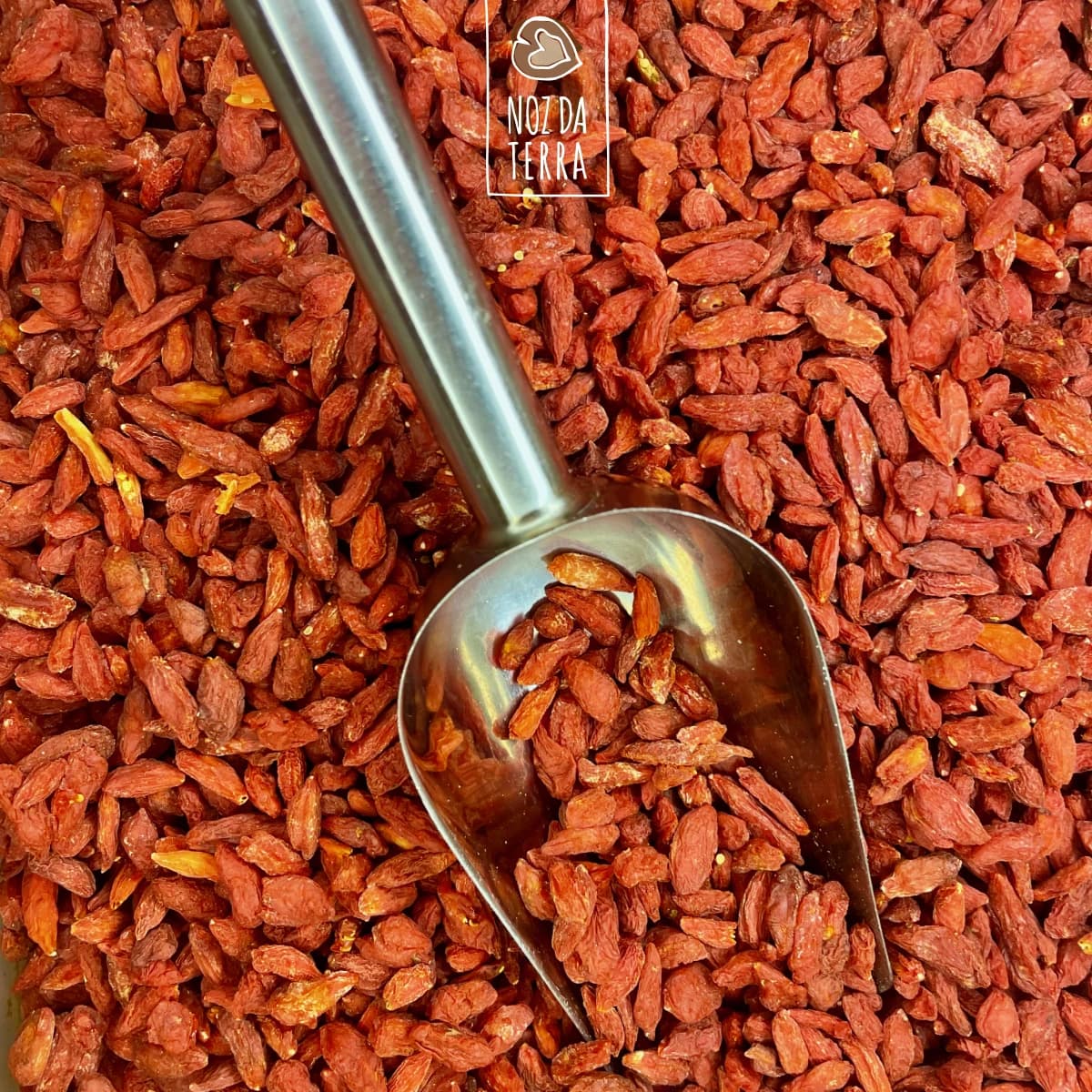bagas de goji a granel noz da terra