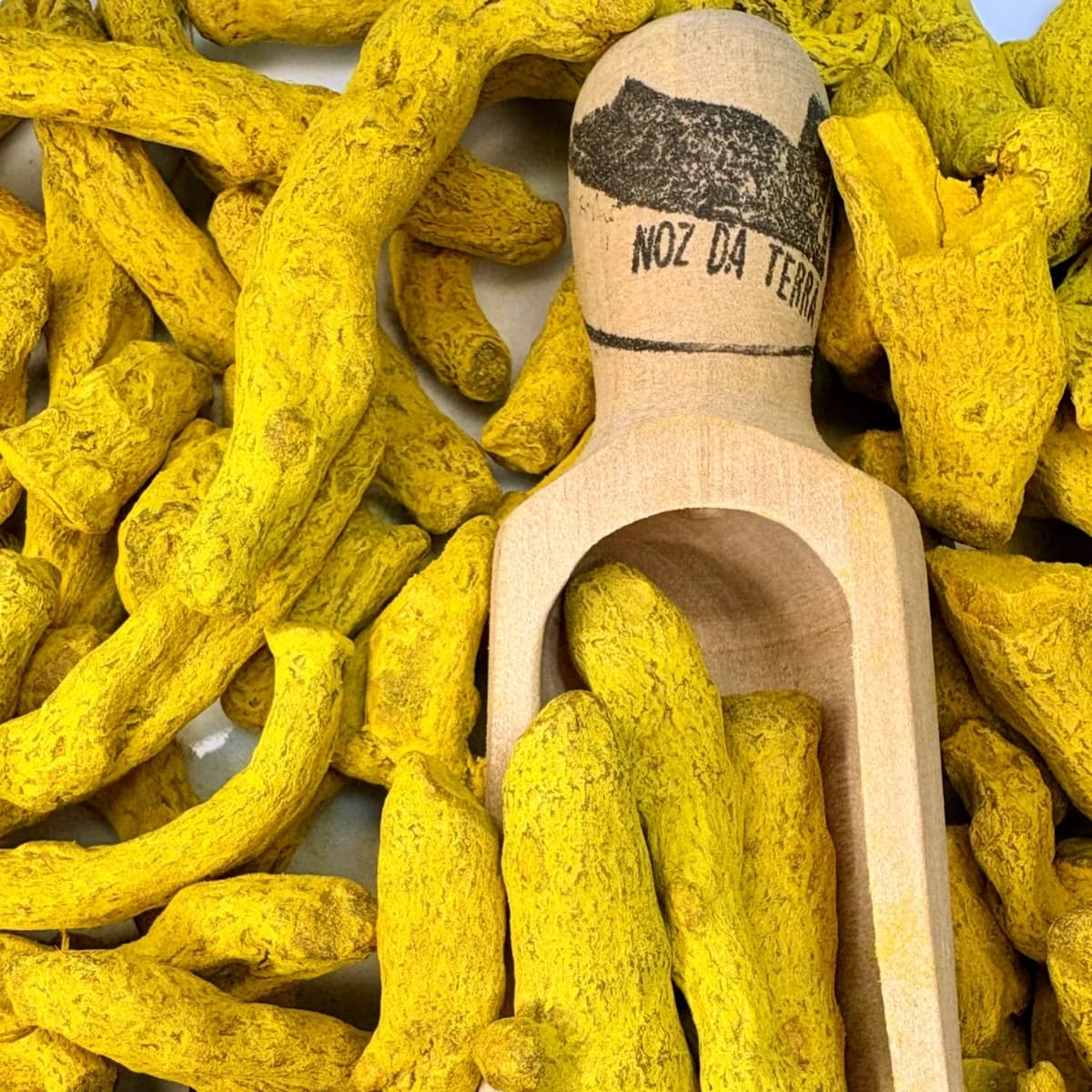 Raiz de Açafrão-da-Índia inteira, também conhecida como curcuma ou açafrão-da-terra, ideal para utilização culinária e preparação de temperos.