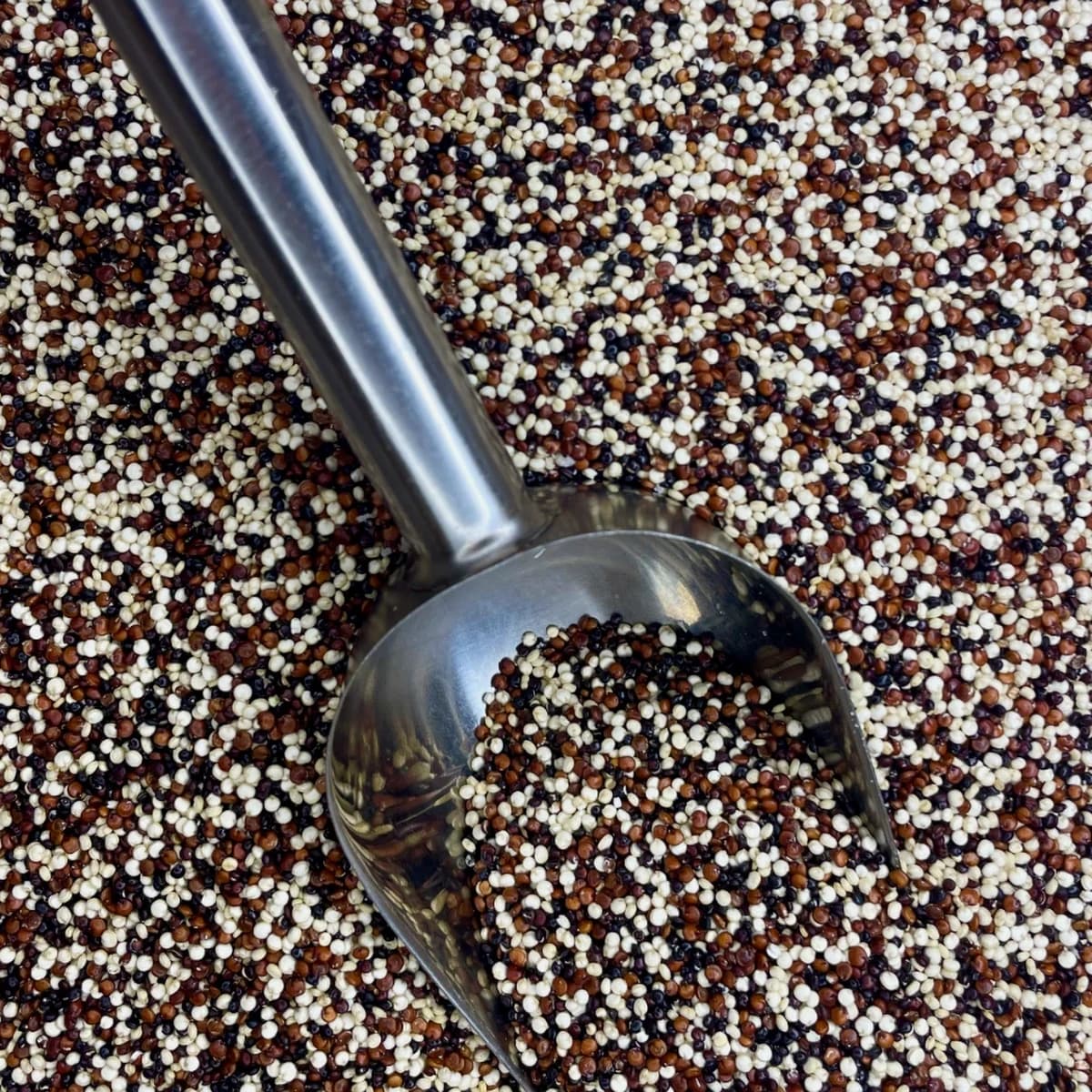quinoa tricolor a granel noz da terra