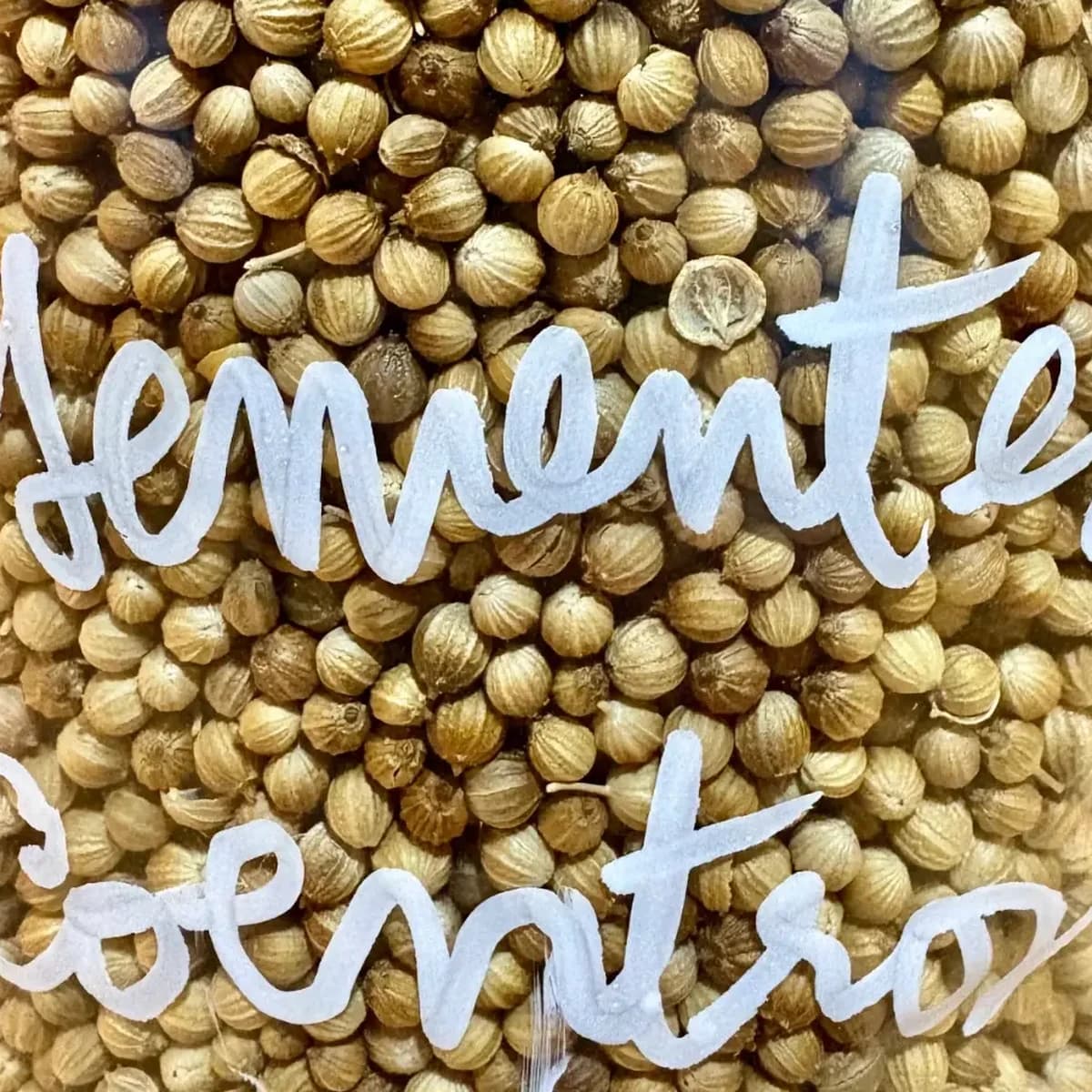 Fotografia de uma embalagem plástica transparente contendo sementes de coentros a granel. As sementes são visíveis através da embalagem, destacando a sua qualidade e autenticidade. Ideal para armazenamento prático e conveniente.