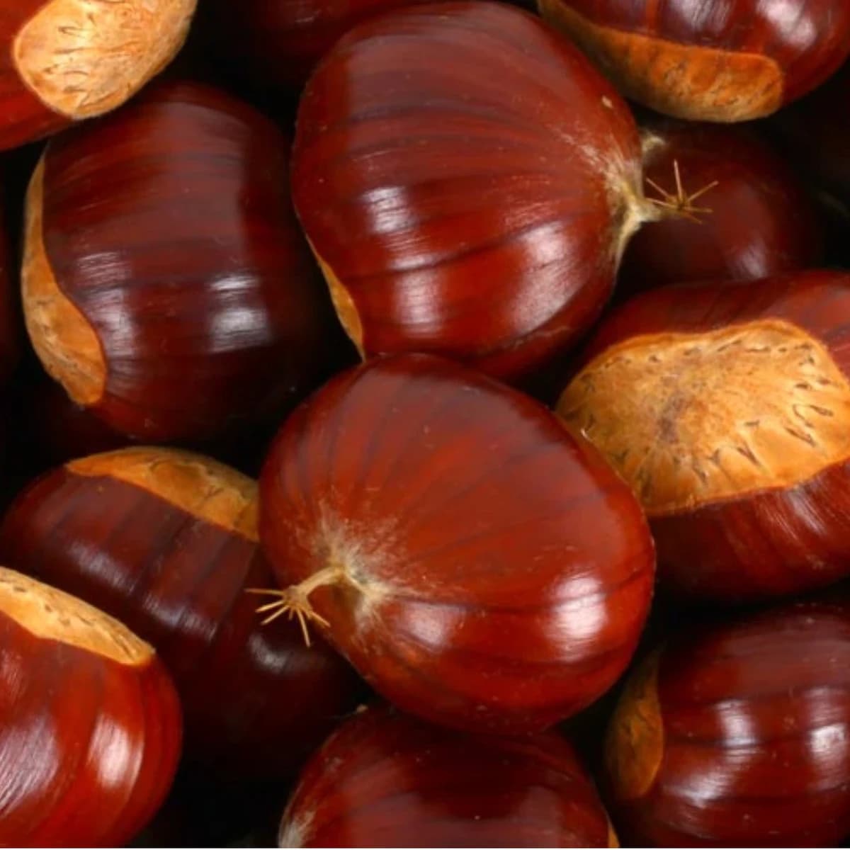 castanhas a granel noz da terra